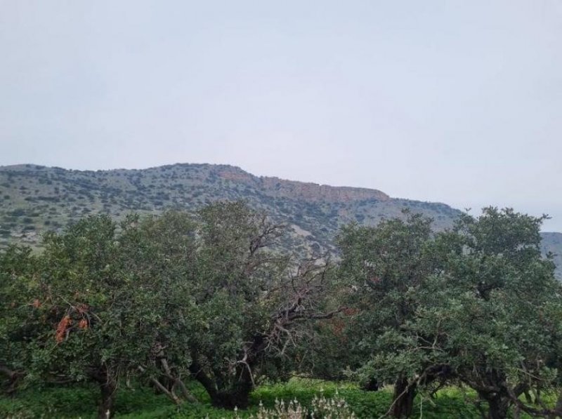 Plaka Elounda Kreta, Plaka Elounda: Baugrundstück mit Meerblick zum Verkauf Grundstück kaufen